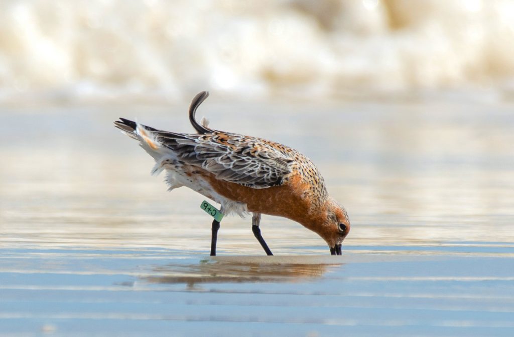 calidris canutus