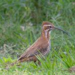 Saída ao Parque Estadual do Espinilho – Barra do Quaraí/RS