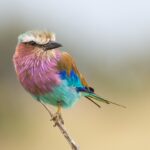 Passarinhando no Kruger Parque – África do Sul