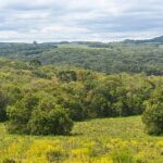 Edital Saída ao Parque Estadual do Podocarpus – Encruzilhada do Sul/RS